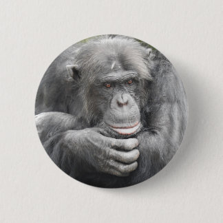 Contemplative Chimpanzee Knapp