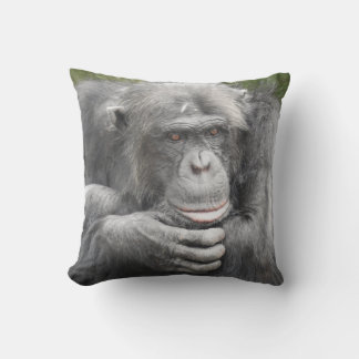 Contemplative Chimpanzee Kudde