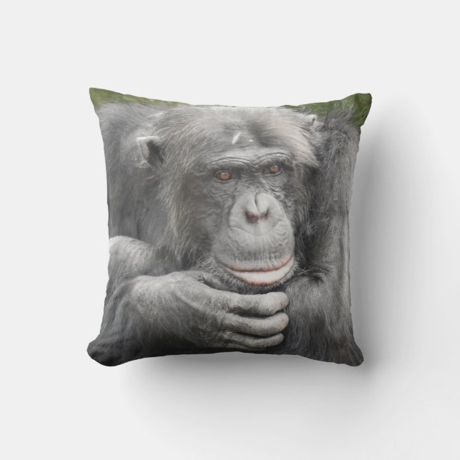 Contemplative Chimpanzee Kudde (Framsida)