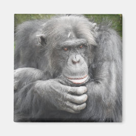 Contemplative Chimpanzee Magnet
