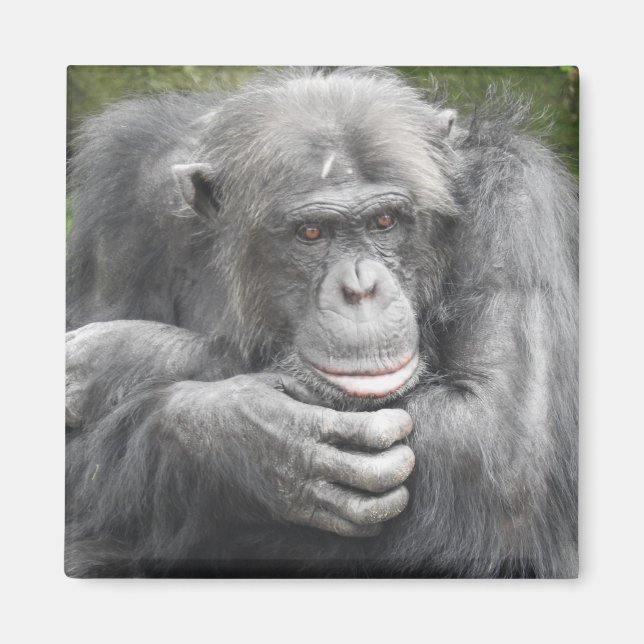 Contemplative Chimpanzee Magnet (Framsidan)