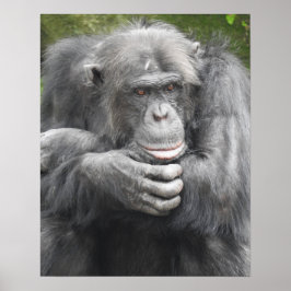 Contemplative Chimpanzee Poster