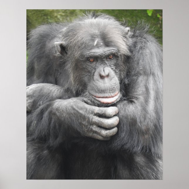 Contemplative Chimpanzee Poster (Framsidan)