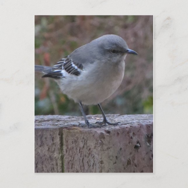 Contemplative Mocking Bird Vykort (Framsida)