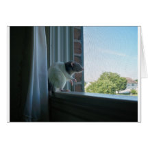 Contemplative Råtta