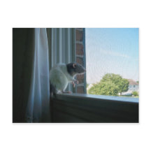 Contemplative Råtta