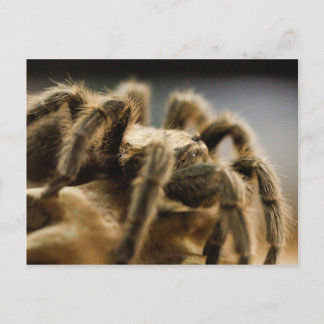 Contemplative Spider - Tarantula Art Bild 8 Vykort