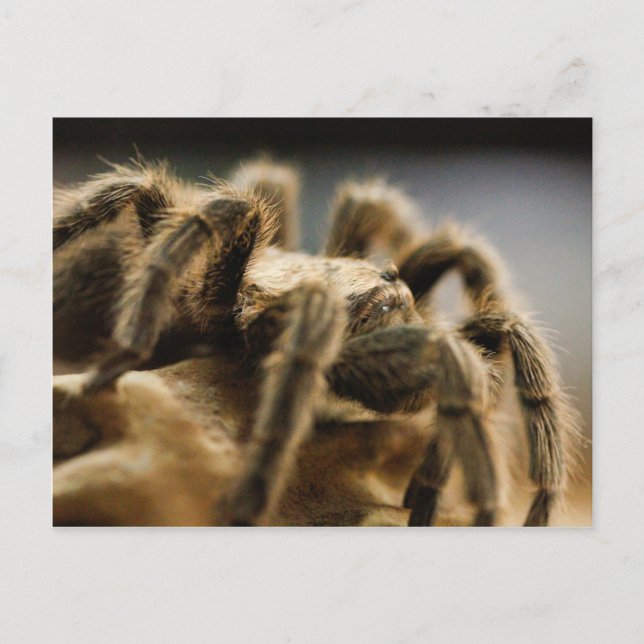 Contemplative Spider - Tarantula Art Bild 8 Vykort (Framsida)