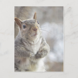 Contemplative Squirrel Vykort