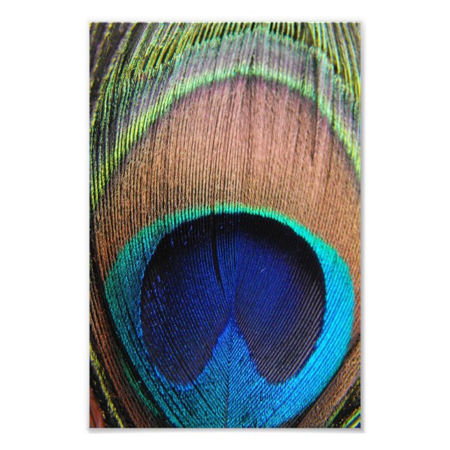 Contemporary Peacock Feather Close-Up Photo Art Fototryck (Framsidan)