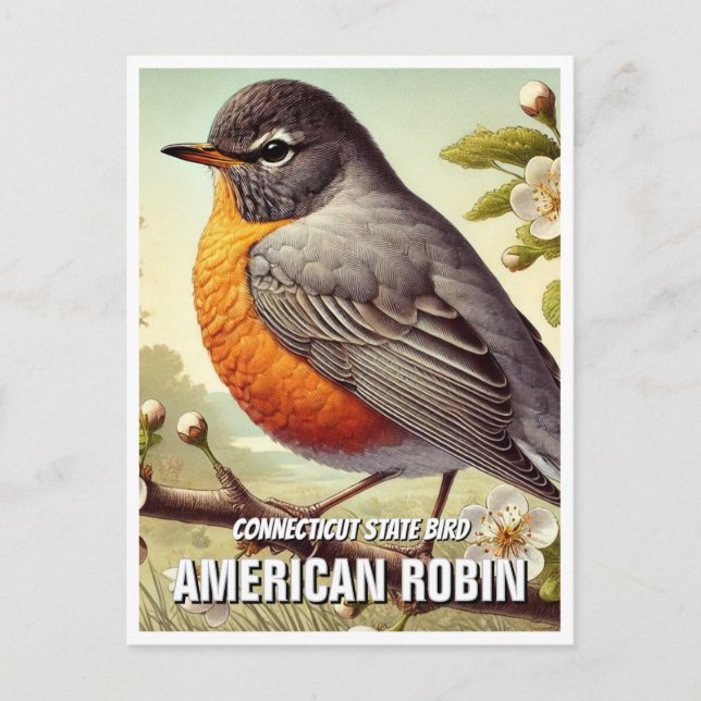 Conticut State Bird American Robin Vykort (Framsida)