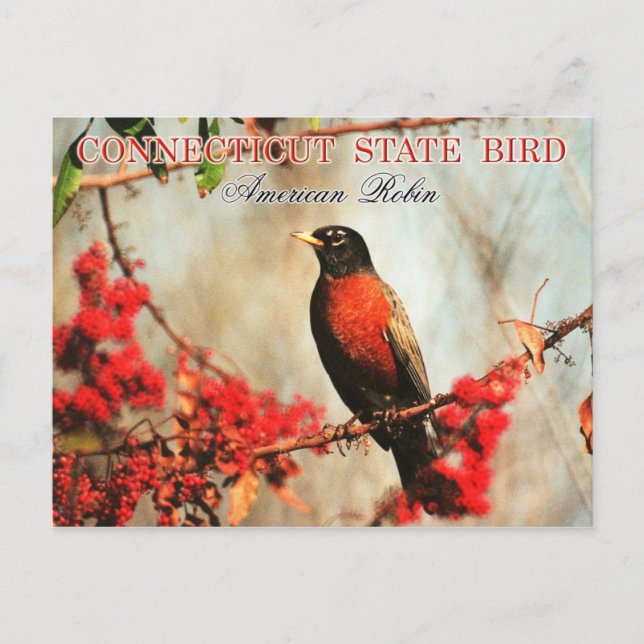 Conticut State Bird - American Robin Vykort (Framsida)