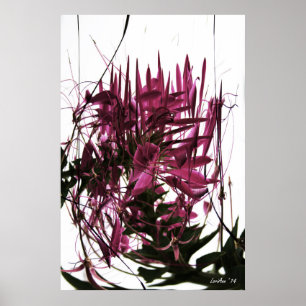Contribute Cleome Poster