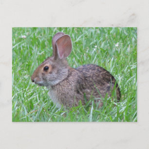Conttontail in Grass Postcard Vykort
