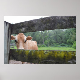 Cookie Cow Peeking through Fence Poster