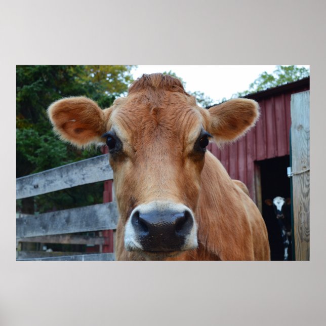 Cookie Cow Poster (Framsidan)