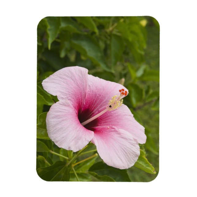 Cooköarna, Atiu. Hibiscus blomma. Magnet (Vertikal)