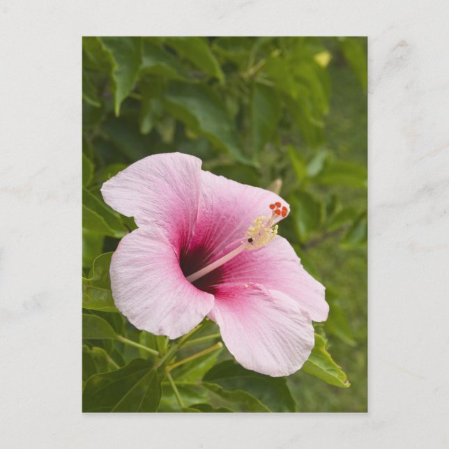 Cooköarna, Atiu. Hibiscus-blomman. Vykort (Framsida)