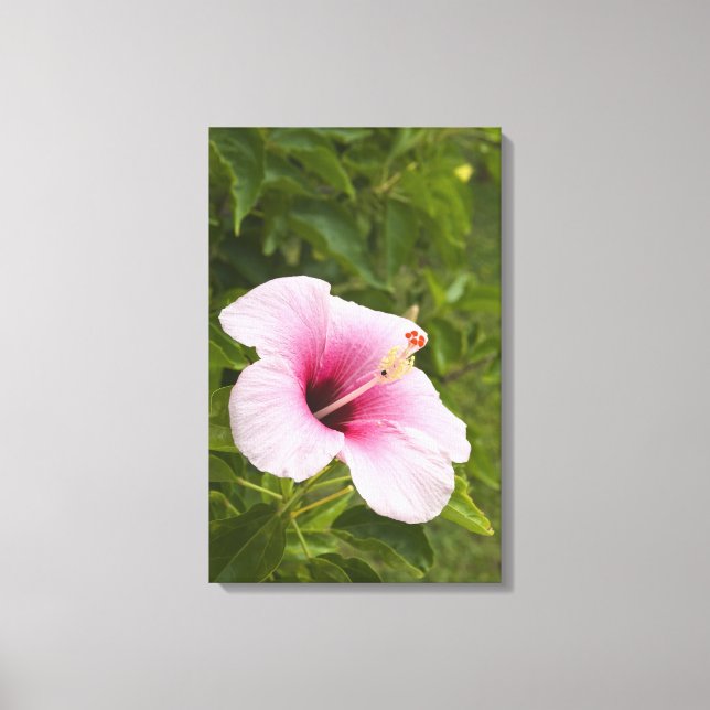Cooköarna, Atiu. Hibiskusblomma. Canvastryck (Framsida)