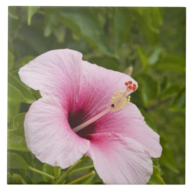 Cooköarna, Atiu. Hibiskusblomma. Kakelplatta (Framsidan)