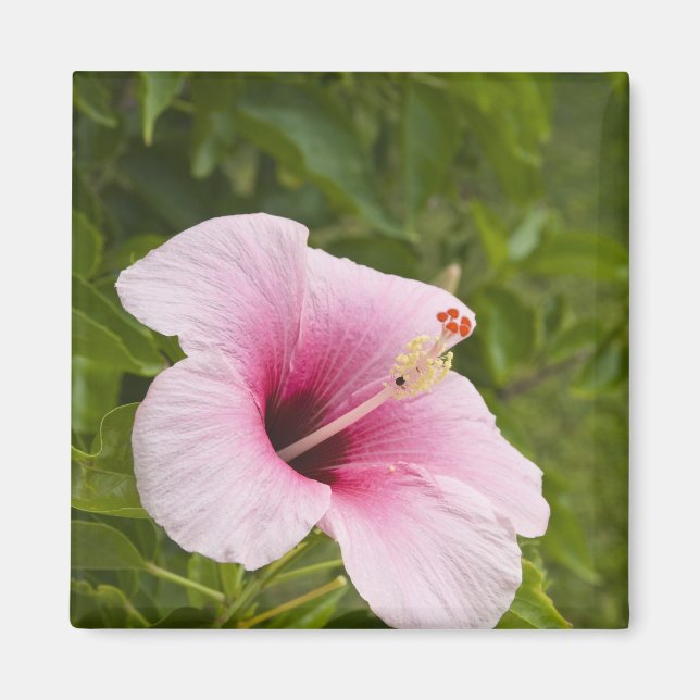 Cooköarna, Atiu. Hibiskusblomma. Magnet (Framsidan)