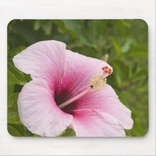 Cooköarna, Atiu. Hibiskusblomma. Musmatta