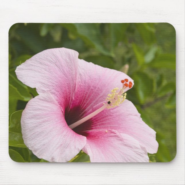 Cooköarna, Atiu. Hibiskusblomma. Musmatta (Framsidan)
