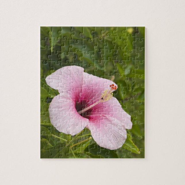 Cooköarna, Atiu. Hibiskusblomma. Pussel (Vertikal)