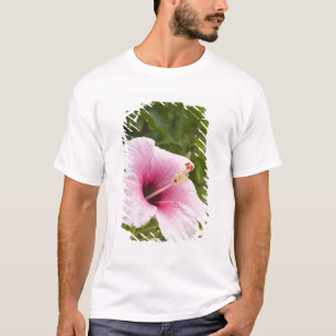 Cooköarna, Atiu. Hibiskusblomma. T-shirt
