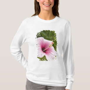 Cooköarna, Atiu. Hibiskusblomma. Tee