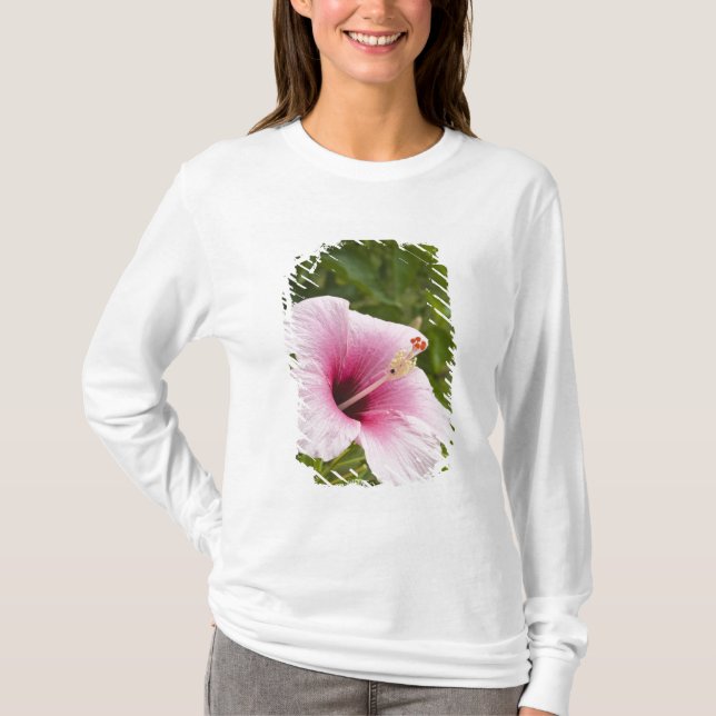 Cooköarna, Atiu. Hibiskusblomma. Tee (Framsida)
