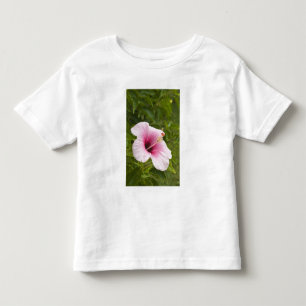 Cooköarna, Atiu. Hibiskusblomma. Tee