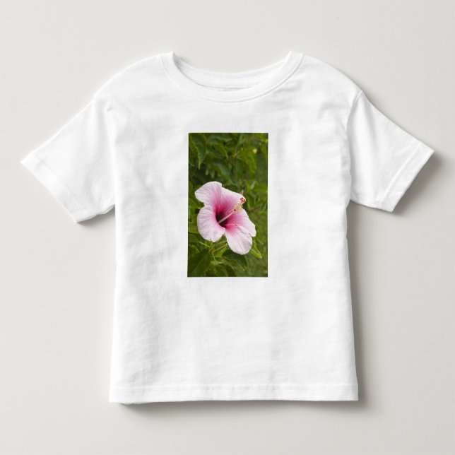 Cooköarna, Atiu. Hibiskusblomma. Tee (Framsida)