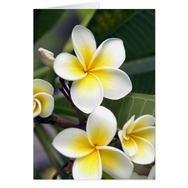 Cooköarna Frangipani Hälsningskort (Framsidan)