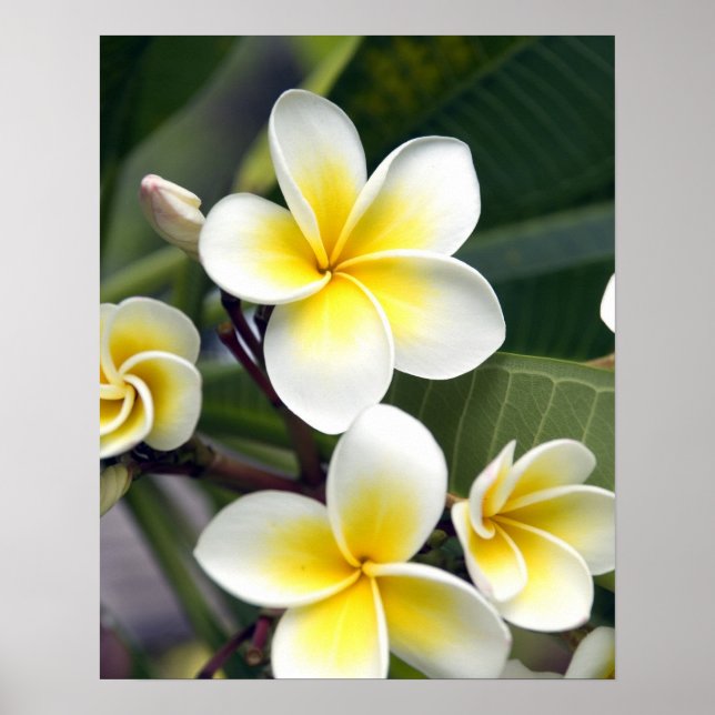 Cooköarna Frangipani Poster (Framsidan)