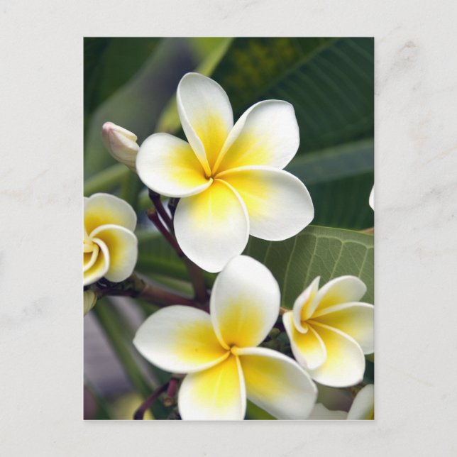 Cooköarna Frangipani Vykort (Framsida)