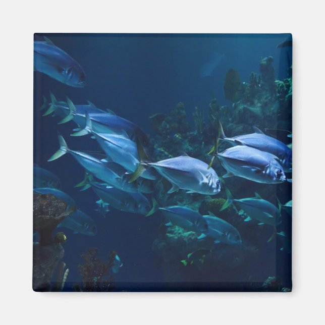 Coola Aquarium Fish Mörk Vatten Magnet (Framsidan)