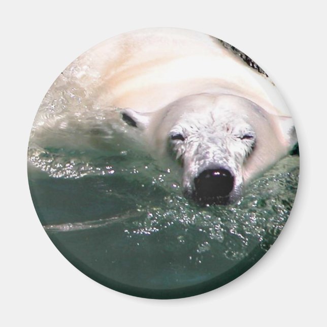 Coola Bear Magnet (Framsidan)