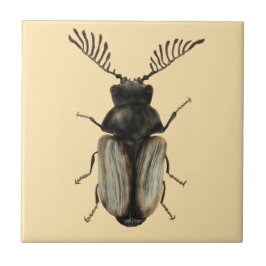 Coola Beetle insekt älskare entomologikonst Kakelplatta