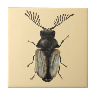 Coola Beetle insekt älskare entomologikonst Kakelplatta