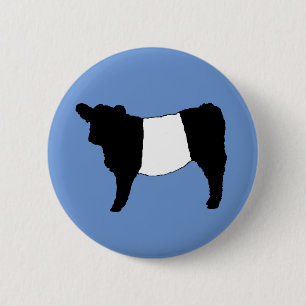 Coola Belad Galloway Cattle Sällsynt Cow Beltie St Knapp