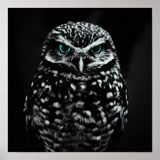 Coola Black and White Uggla med cyan Ögon Poster