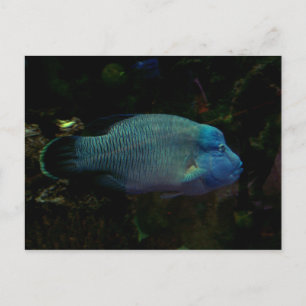 Coola Blue Fish Vykort