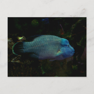 Coola Blue Fish Vykort