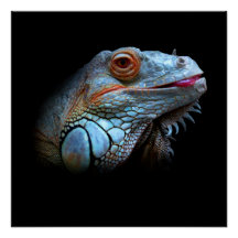Coola Blue Iguana