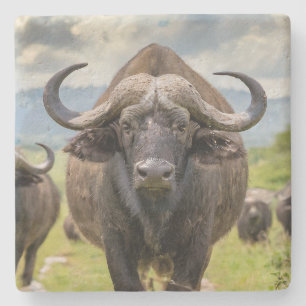 Coola Buffalo Stenkryss! Stenunderlägg