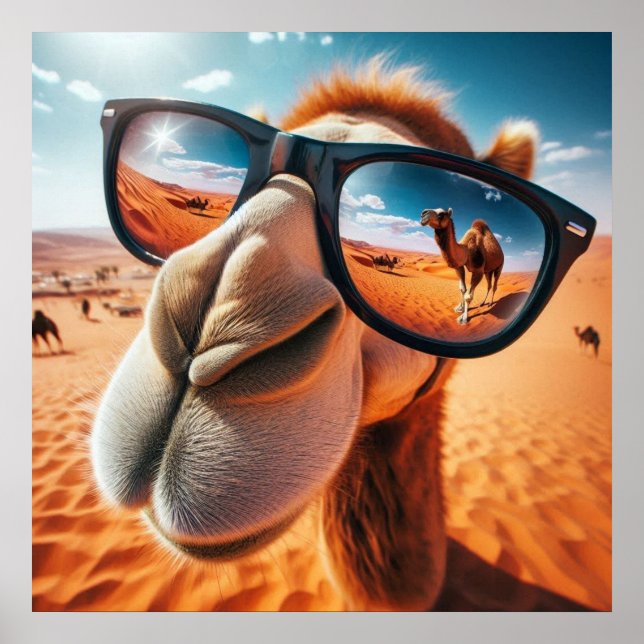 Coola Camel Poster (Framsidan)