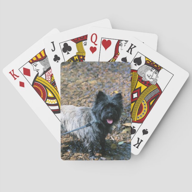 Coola Casinokort (Baksidan)