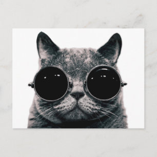 COOLA CAT. VYKORT