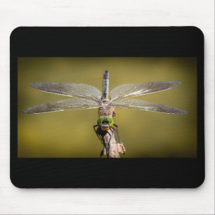 Coola Dragonfly Musmatta